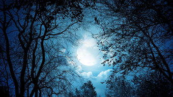 一個(gè)人夜晚喝酒的詩(shī)句,形容一個(gè)人夜晚孤獨的詩(shī)句,夜晚想念一個(gè)人的詩(shī)句