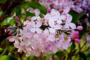 課外寫(xiě)丁香花古詩(shī)句積累