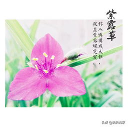 有什么,詩(shī)句,加微信