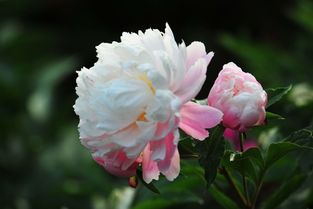 關(guān)于芍藥花的詩(shī)句和詞