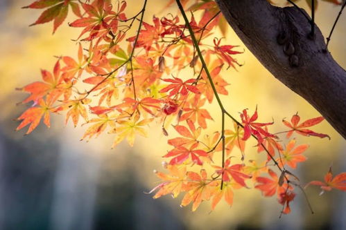關(guān)于秋天寫(xiě)生的詩(shī)句