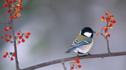 保護小鳥(niǎo)的古詩(shī)句