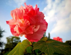詩(shī)句,芙蓉,解釋