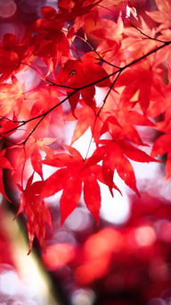 詩(shī)句,楓葉,友情