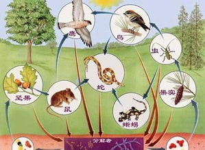 關(guān)于食物鏈的詩(shī)句