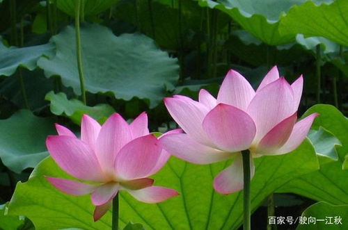 贊美荷花的詩(shī)句古詩(shī)大全,荷花鳥(niǎo)的詩(shī)句古詩(shī)大全,關(guān)于描寫(xiě)荷花的詩(shī)句古詩(shī)大全