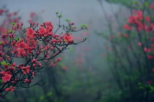 有沒(méi)有關(guān)于我是誰(shuí)的詩(shī)句