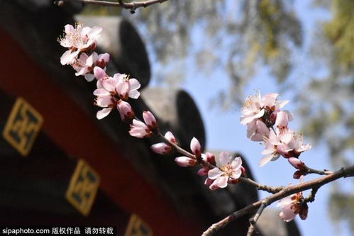 關(guān)于4季的花詩(shī)句