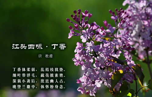 關(guān)于詠丁香的詩(shī)句