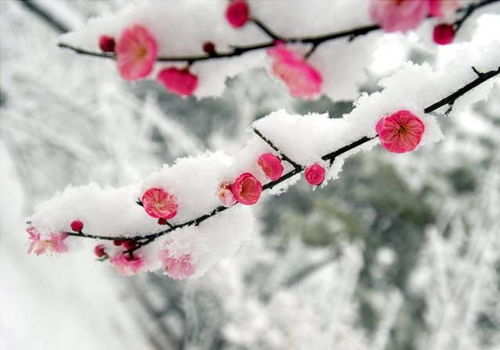 有關(guān)花的詩(shī)句古詩(shī)大全,秋天關(guān)于花的詩(shī)句古詩(shī)大全,小學(xué)關(guān)于花的詩(shī)句古詩(shī)大全