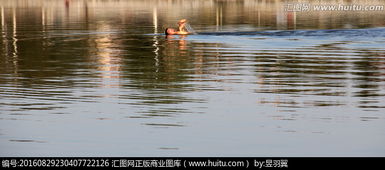 關(guān)于湖中游泳的詩(shī)句