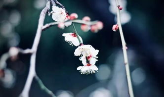 關(guān)于常見(jiàn)梅花的詩(shī)句