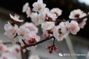 描寫(xiě)杏花美的古詩(shī)句