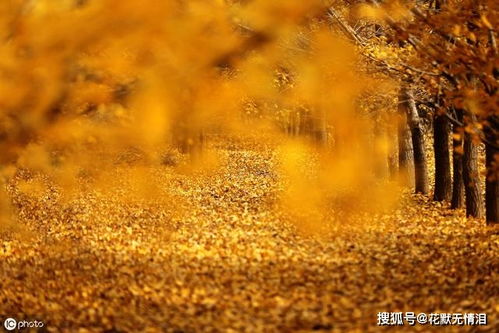 關(guān)于像人的夕陽(yáng)的詩(shī)句