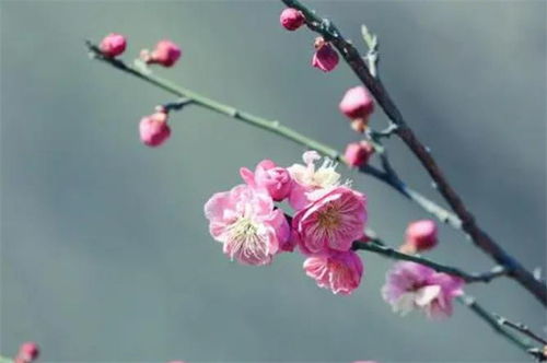 梅花關(guān)于梅花的詩(shī)句古詩(shī)大全
