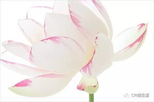 詩(shī)句,心事