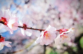 杜甫關(guān)于春天桃花的詩(shī)句