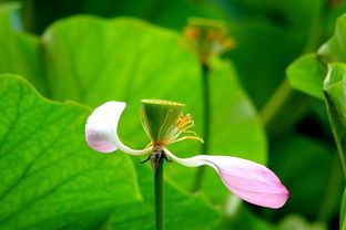 關(guān)于暴風(fēng)雨后荷花的詩(shī)句