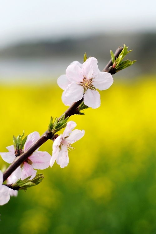 田間,詩(shī)句