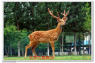 福字的美好寓意詩(shī)句,帶程的美好寓意的詩(shī)句,鹿詩(shī)經(jīng)中寓意美好的詩(shī)句