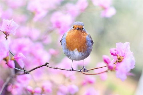 關(guān)于春天的詩(shī)句中英文