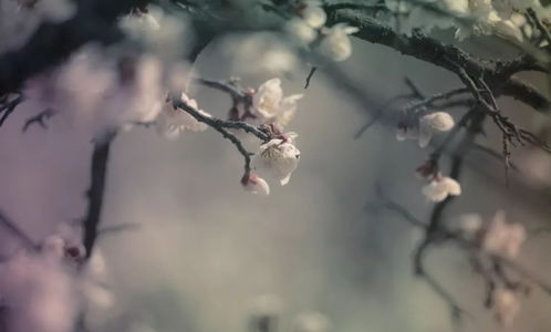 飛花,詩(shī)句,含青字