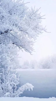 有關(guān)雪景的詩(shī)句古詩(shī)詞