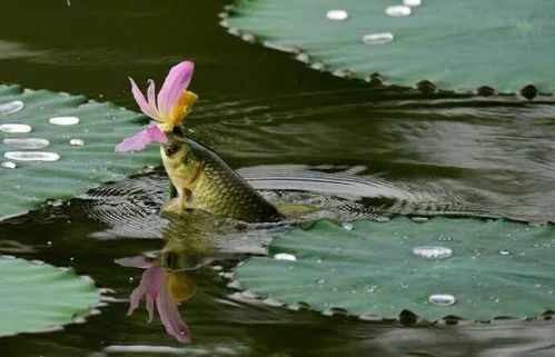 關(guān)于水中魚(yú)的著(zhù)名詩(shī)句