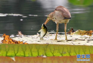 關(guān)于水鳥(niǎo)捕魚(yú)的詩(shī)句