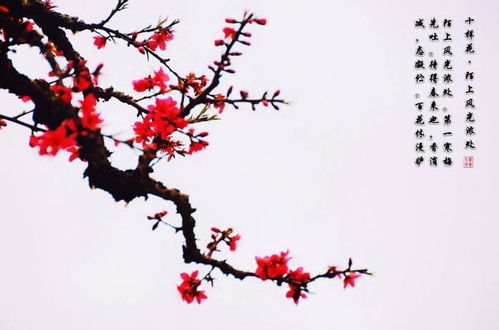 關(guān)于贊美梅花的詩(shī)句古詩(shī),贊美梅花古詩(shī)不畏嚴寒的詩(shī)句,古詩(shī)梅花的詩(shī)句是什么意思