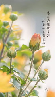 重陽(yáng)節描寫(xiě)菊花的詩(shī)句古詩(shī)大全