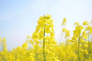 描寫(xiě)油菜花的古詩(shī)句,關(guān)于油菜花的古詩(shī),關(guān)于油菜花的詩(shī)句古詩(shī)