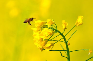 油菜花,詩(shī)句,花雨,蝶戀