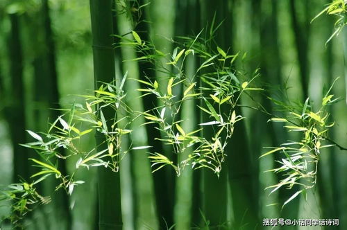 寫(xiě)竹的詩(shī)句古詩(shī),頌竹的詩(shī)句古詩(shī),竹的詩(shī)句古詩(shī)鄭板橋