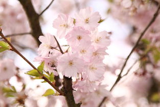 櫻花,古詩(shī),詩(shī)句,描寫(xiě)