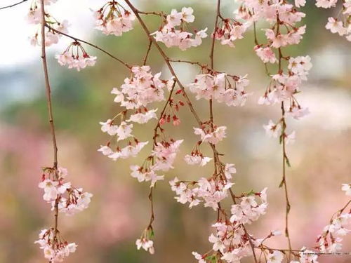 關(guān)于寫(xiě)春天花的詩(shī)句古詩(shī),含有春天花的詩(shī)句古詩(shī),有關(guān)春天的詩(shī)句古詩(shī)