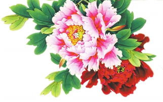 關(guān)于牡丹花的現代詩(shī)句
