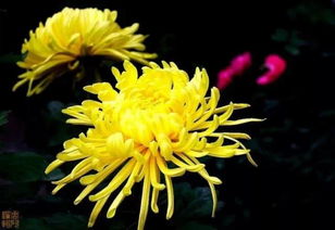 類(lèi)似我花開(kāi)后百花殺的詩(shī)句,我花開(kāi)后百花殺同意的詩(shī)句,我花開(kāi)后百花殺前一句古詩(shī)是什么