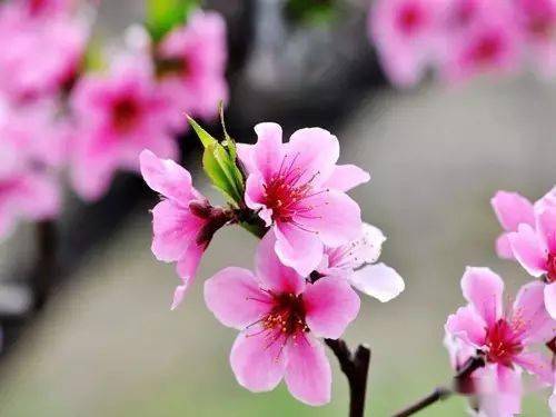 關(guān)于花和石的詩(shī)句