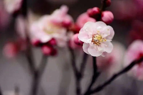 關(guān)于嘆雪的詩(shī)句