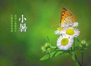 關(guān)于小暑節氣的詩(shī)句和諺語(yǔ)