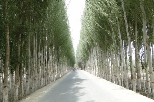 關(guān)于楊樹(shù)飄花絮的詩(shī)句古詩(shī)