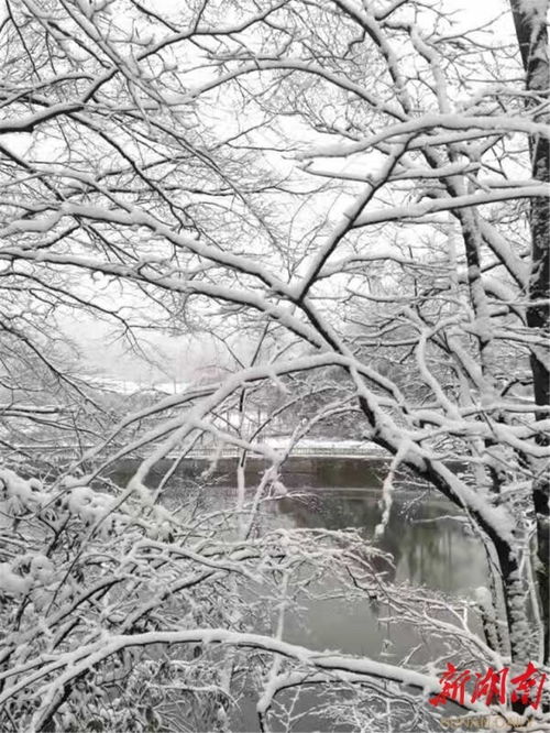 家鄉的雪的詩(shī)句古詩(shī)