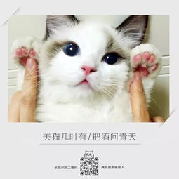 貓的古詩(shī)句