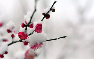 詩(shī)句,梅花