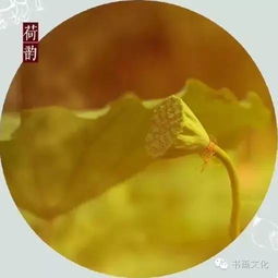 荷花秋風(fēng)詩(shī)句古詩(shī)