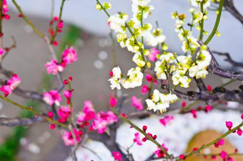 描寫(xiě)各種花的詩(shī)句古詩(shī)