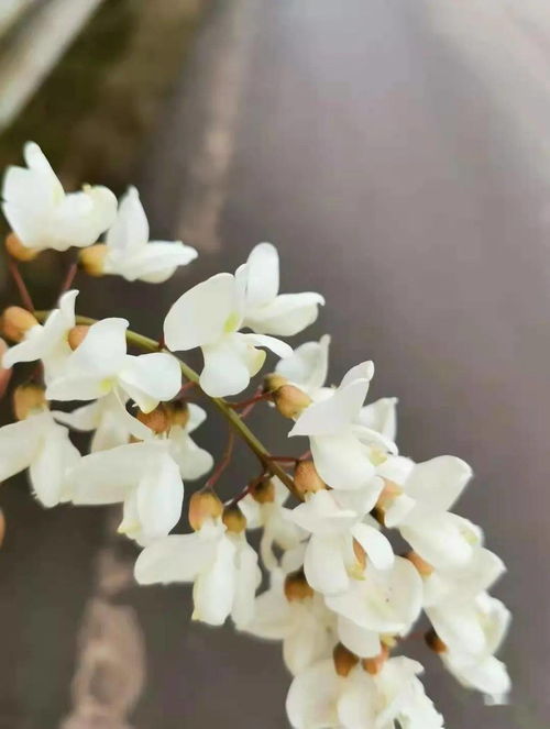 關(guān)于槐花的詩(shī)句古詩(shī)