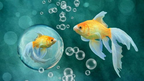 關(guān)于魚(yú)的祝福詩(shī)句