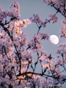 關(guān)于春夜的詩(shī)句有哪些